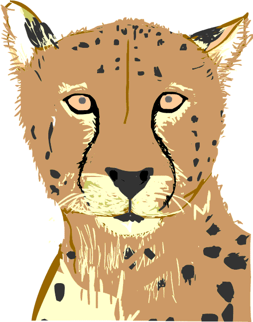 cheetah