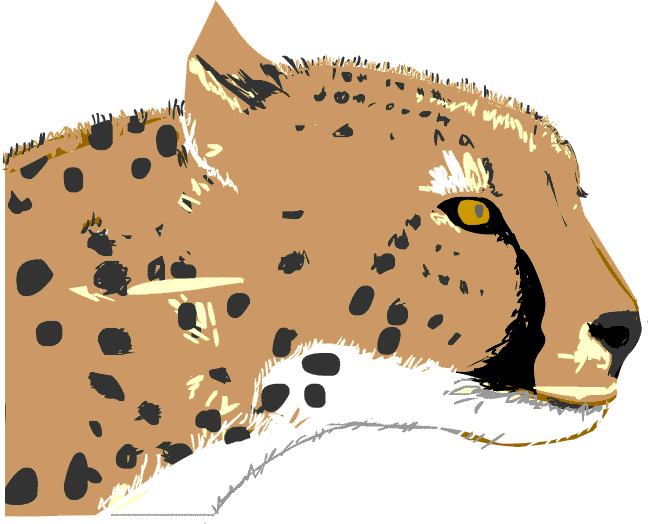 cheetah