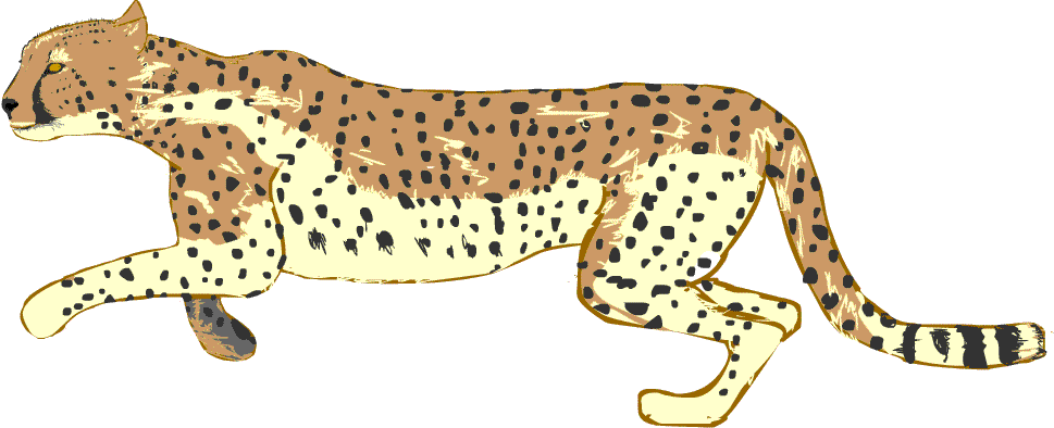 cheetah