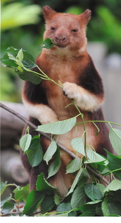 �J���K���[