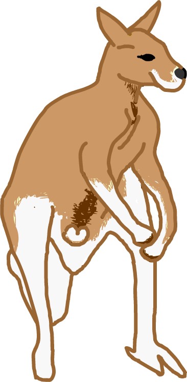 カンガルー