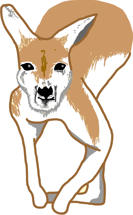 �J���K���[