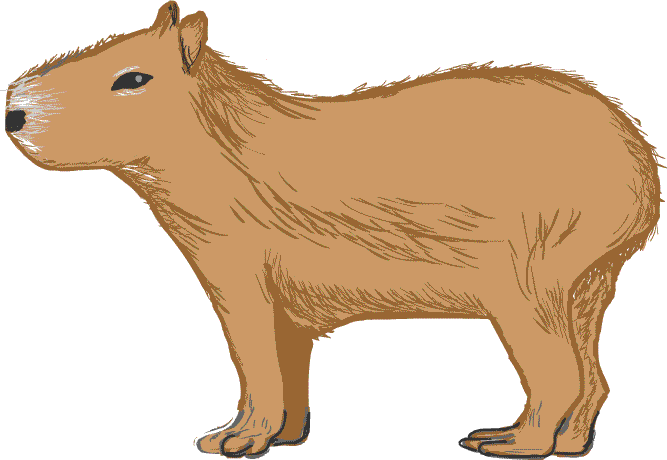 �J�s�o���̉摜